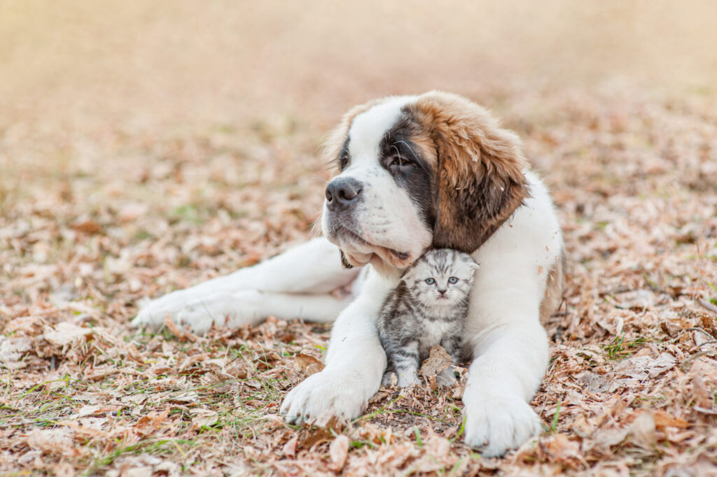 Large dog with small kitten